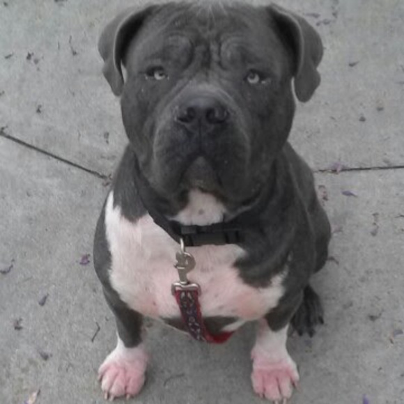 Meet your Posher, Lucky - Picture 1 of 1